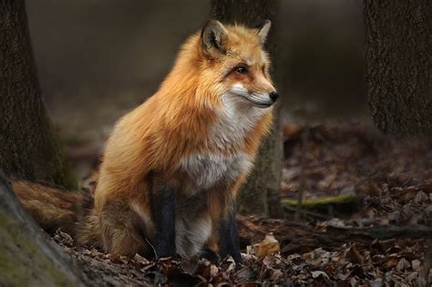 Beautiful Wildlife Fox Red Fox Wildlife