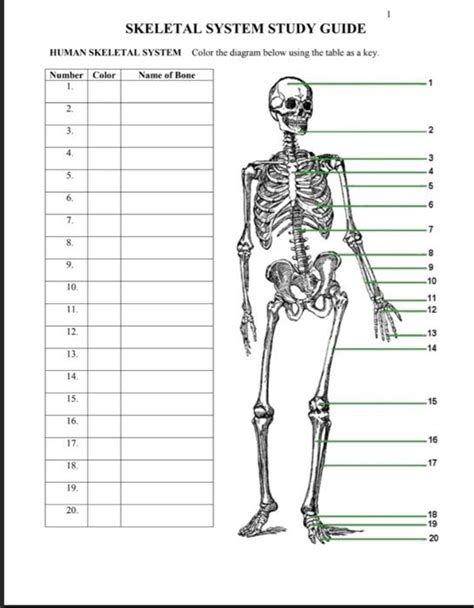 Solved Skeletal System Study Guide Human Skeletal System