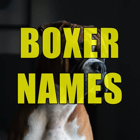 121 Boxer Names Ideas