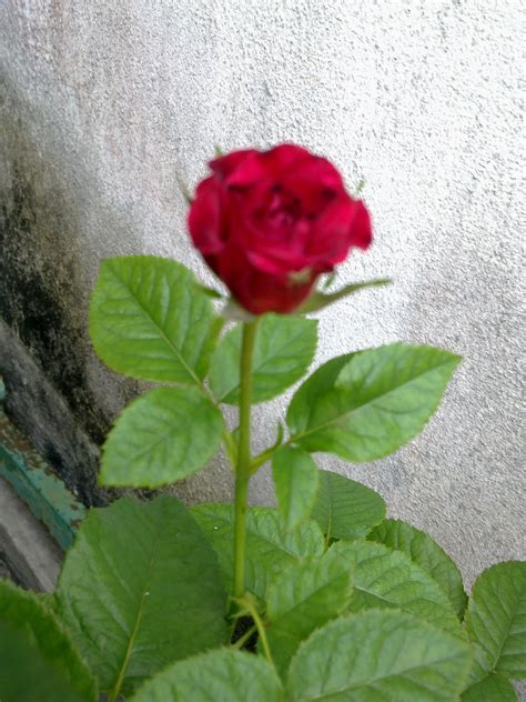 Border lace n bunga ros in the urls. Macam Macam Ada...: Pokok Ros / Mawar