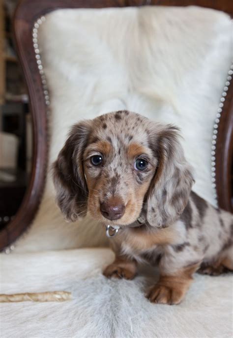 Oh My Gosh Dachshund Puppies Dachshund Puppy Long Haired Long