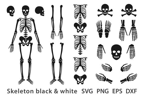 Human Skeleton Elements Bundle Svg Skull With Crossbones