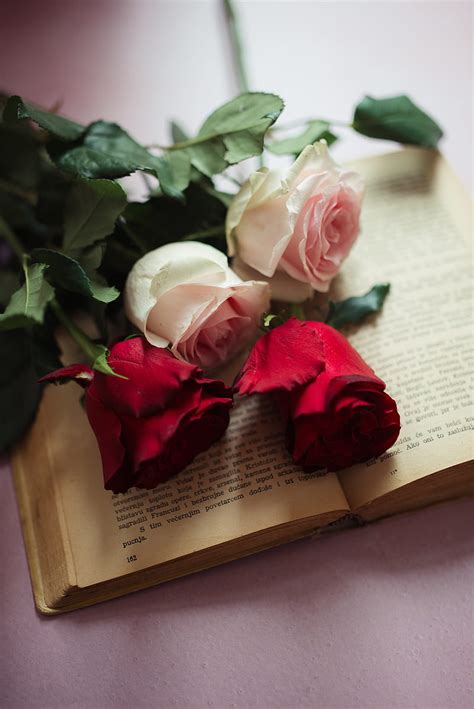 Roses Flowers Petals Book Aesthetics Hd Phone Wallpaper Peakpx