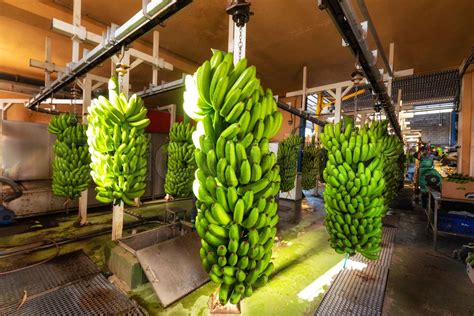 Bunches Of Banana Hanging In Banana Packaging Plant Food Industry