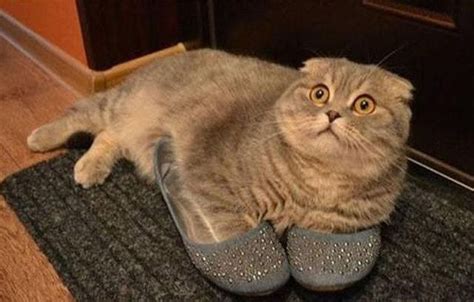 The Cutest Coolest And Craziest Cat Photos Ever Taken 100 Pics