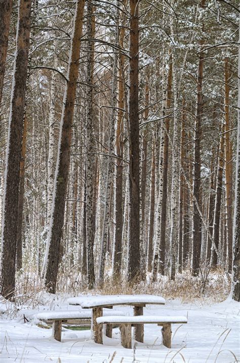 무료 이미지 숲 분기 눈 감기 겨울 목재 태양 벤치 서리 트렁크 소나무 얼음 자작 나무 날씨 전나무