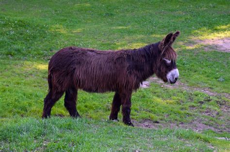 Equus Africanus Asinus Foto Gratis En Pixabay Pixabay