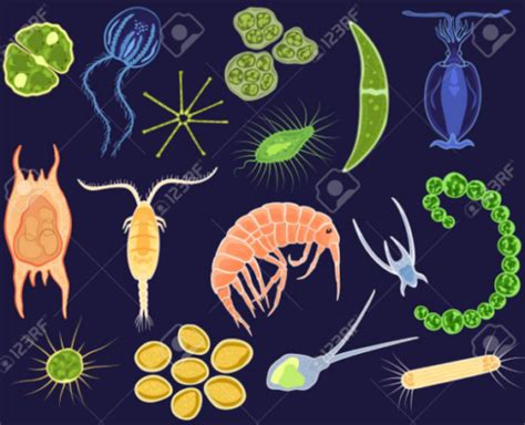 12 Difference Between Phytoplankton And Zooplankton With Examples