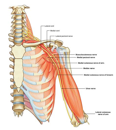 Brachial Plexus Anatomy Model