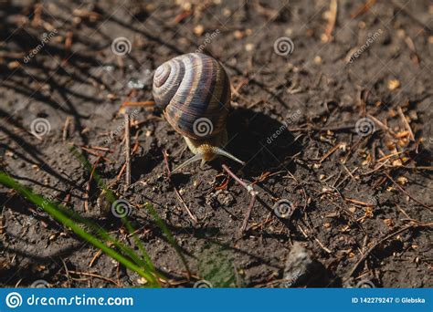 Snail Crawling On Ground Stock Image Image Of Naturalist 142279247