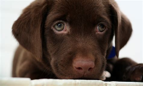 Find the perfect chocolate lab puppies stock photos and editorial news pictures from getty images. 46+ Chocolate Lab Puppy Wallpaper on WallpaperSafari