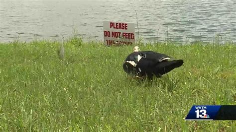 Ducks Geese Cause Problems For Tuscaloosa Residents