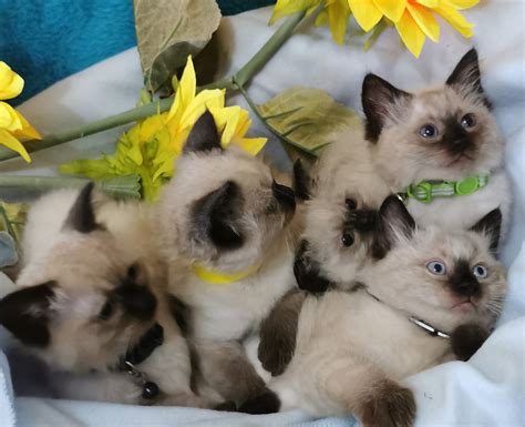 Ragdoll Purebred Kittens Petsforhomes