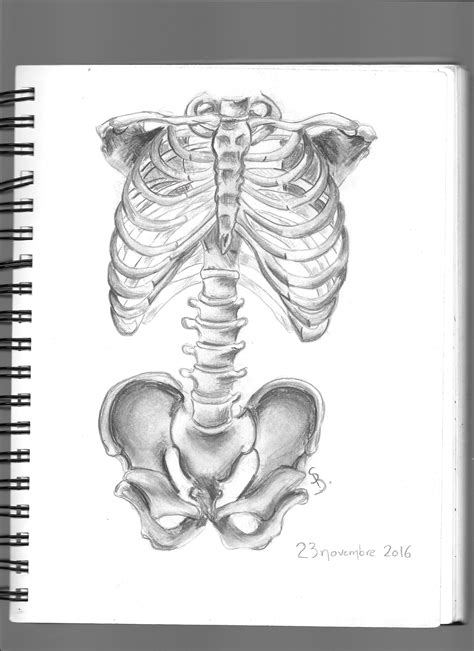 Draw Drawing Anatomy Bones Skeleton Sketch Art Pen Pencil Easy Types Of