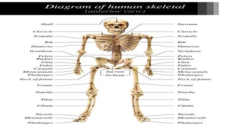 Human Skeleton With Labeled Bones