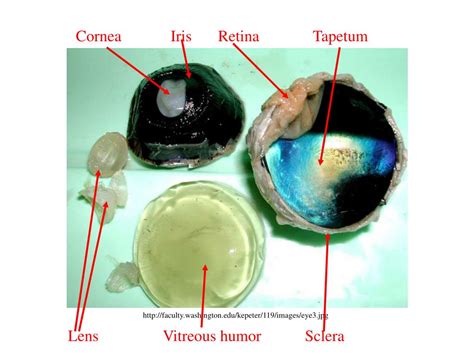 Ppt Cow Eye Dissection Powerpoint Presentation Free Download Id