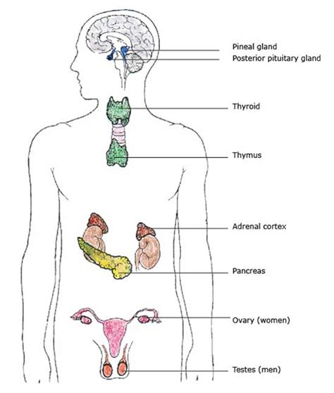 endocrine system organs glands hormones and metabolism