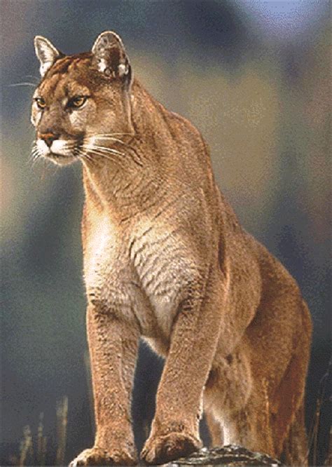 Mountain Lion Animal Wildlife