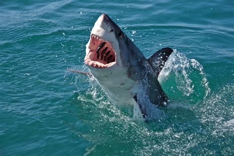 Great White Shark Breaching The Water With Jaws Open Great White Shark