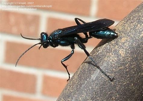 Big Black Flying Insect That Stingsbites Garden Trees Grass Lawn