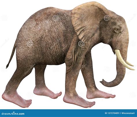 Funny Elephant Human Feet Isolated Stock Image Illustration Of