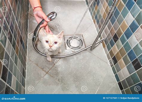Bathing Of The Beautiful White Persian Cat In The Bathtub In The Pet