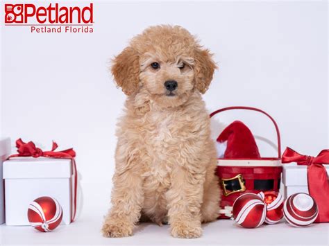 **puppies are sold as pets only. Petland Florida has Mini Goldendoodle puppies for sale ...