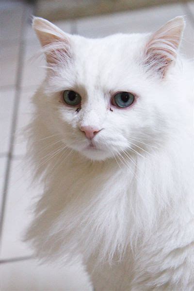 Am I Crazy White Cats Everything Is Awesome Cat Rescue Special
