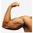 Strong Biceps Transparent PNG  900x927 Free Download On NicePNG