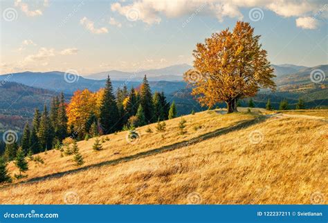 Majestic Lonely Beech Tree On A Hill Mountain Autumn Landscape Stock