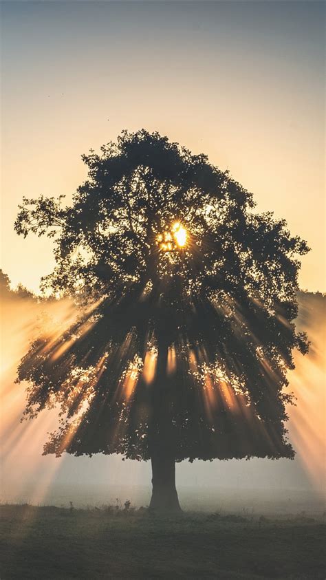 Tree With Sunbeam During Sunset And Fog 4k Hd Nature Wallpapers Hd