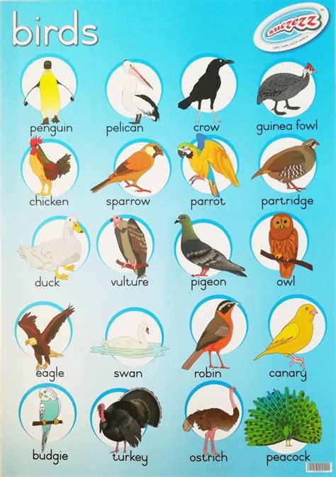 Birds Educational Poster For The Classroom Laminated Educational