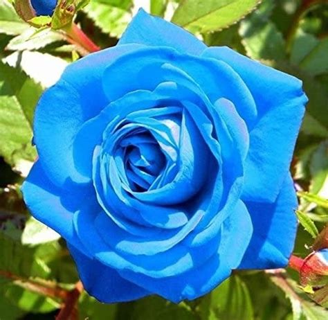 10pcs Blue Rose Seeds For Planting Outdoor Garden Flower Seeds Shopee
