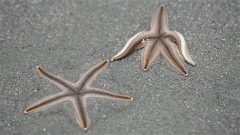 Video Starfish Touch Arm Tips Then One Takes Shape Of Banana Peel Wfla