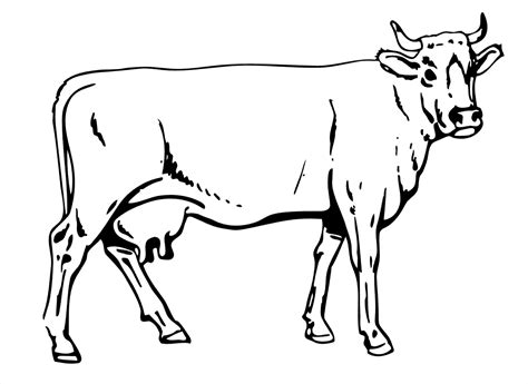 Free Printable Cow Coloring Pages For Kids