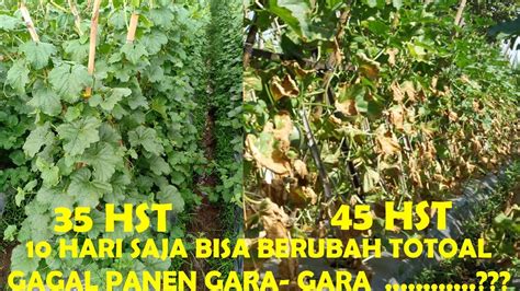 Lihat ide lainnya tentang warna, gambar, anak. Daun melon kering seperti ini !! Berikut solusi yg tepat ...