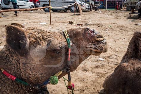 It can be bought from any slayer master. Camel with open wound on nose from where the nose peg has ...