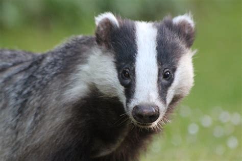 Government Announce Plans To Phase Out Badger Cull Animal Aid
