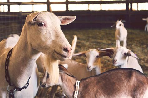 Saanen Goat Breed Info Characteristics Breeding And Care