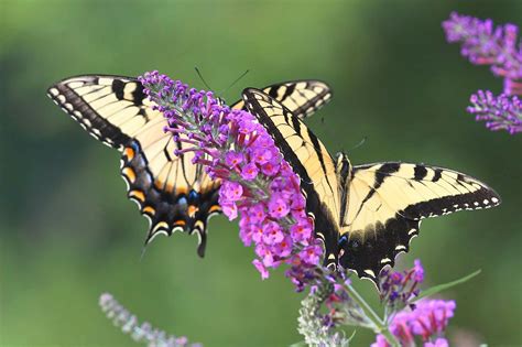 Tiger Swallowtail Butterfly Bush Flowers All Summer Long Flickr