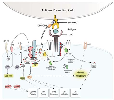 Overview Of TCR Signaling The Key Proteins Known To Regulate Kinetic