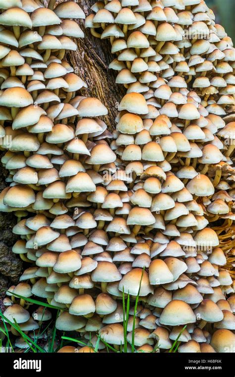 Mushrooms Growing On Tree Stump Stock Photos And Mushrooms Growing On