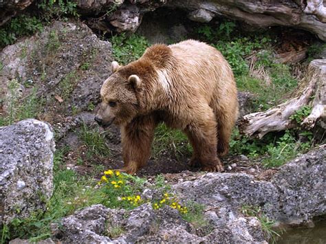 Bear Facts Animal Facts Encyclopedia