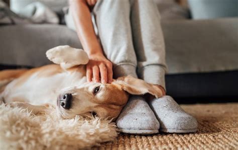 Por Qué Mi Perro Se Sienta Sobre Mis Pies Foto 2