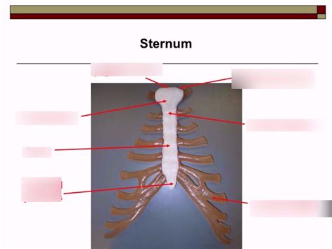 Sternum Diagram Quizlet