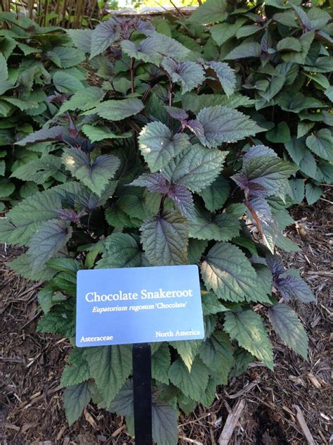 Eupatorium Rugosum Chocolate Snakeroot Myriad Botanical Gardens