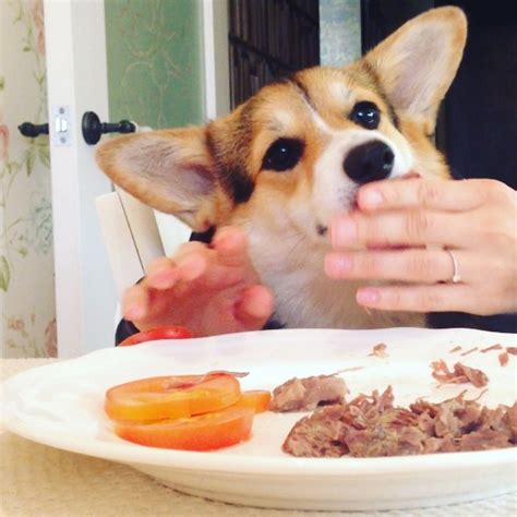 11 Dogs Eating With Human Hands Yup