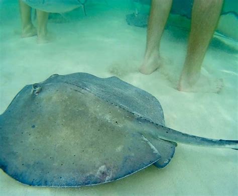 Swimming With Stingrays In Grand Cayman Zen Life And Travel