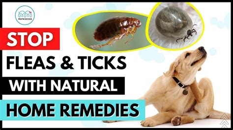Natural Homemade Remedies To Get Rid Of Fleas And Ticks On Your Dog 🦟 🕷
