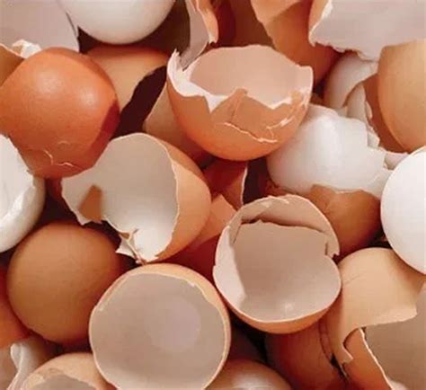 Jangan Buang Kulit Telur Ketahui Khasiatnya Jika Dicampur Dalam
